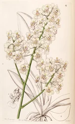 Trichocentrum stramineum（syn。Oncidium stramineumとして）